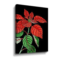 Bayou Breeze Red Poinsettia Plant Watercolor On Black Background