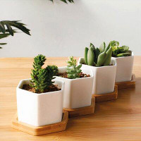 Ebern Designs Sarah-Lou Succulent Pot Planter