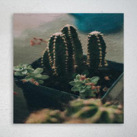 Foundry Select Potted Green Cactus Plant - 1 Piece Square Graphic Art Print On Wrapped Canvas
