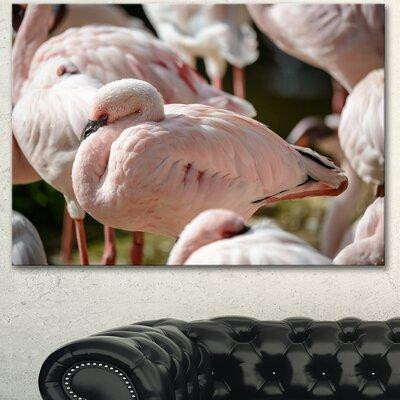 Made in Canada - Design Art Pat of Flamingos Close-Up - Wrapped Canvas Photograph Print in Home Décor & Accents