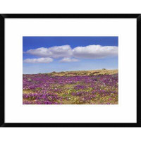 Global Gallery 'Sand Verbena Carpeting the Ground, Imperial Sand Dunes, California' Framed Photographic Print