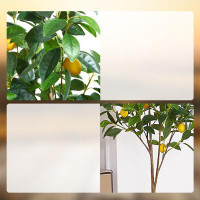 Primrue Artificial Lemon Tree, 3FT Faux Tree, Artificial Lemon Plants Of 220 Leaves And 6 Plastic Lemon Fruits