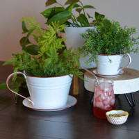 August Grove 2 Piece Zinc Tea Cup Planter Set