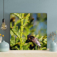Rosalind Wheeler Black And Brown Bee On Green Plant During Daytime - Wrapped Canvas Painting