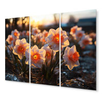 Design Art Daffodils Field Sunrise IV - Floral Metal Wall Art Set 3