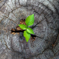 Millwood Pines Plant Growing In Tree Stump by - Wrapped Canvas Photograph