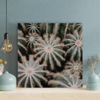 Foundry Select Cactus Plants 2 - 1 Piece Square Graphic Art Print On Wrapped Canvas