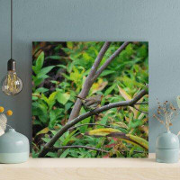 Red Barrel Studio Brown Bird On Green Plant During Daytime - 1 Piece Rectangle Graphic Art Print On Wrapped Canvas