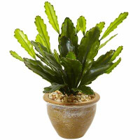 Primrue Double Cactus Plant in Pot