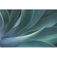 Ebern Designs Foxtail Agave Plant by - Wrapped Canvas Graphic Art