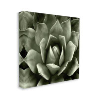 Stupell Industries Stupell Industries Succulent Plant Close Up View Canvas Wall Art By Lindsay Benson
