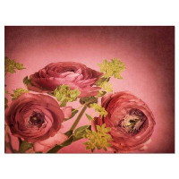 Design Art Ranunculus Flowers Stem on Pink - Wrapped Canvas Photograph Print