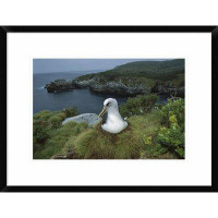 Global Gallery 'Buller's Albatross Nesting Among Coastal Plants, Snares Islands, New Zealand' Framed Photographic Print