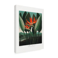 Bay Isle Home™ Pictufy  The Queena??Plant From The Temple Of Flora 1807 Canvas Art