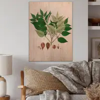 August Grove Vintage Plant Life XII - Farmhouse Wood Wall Art - Natural Pine Wood