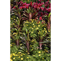 Ebern Designs Planting Of Yellow Daisies And Ginger In The Conservatory Longwood Gardens Pennsylvania Poster Print By Da