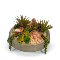T&C Floral Company Red Calcite Succulent Plant in Pot