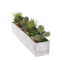 Primrue Succulents in rectangular cerement planter