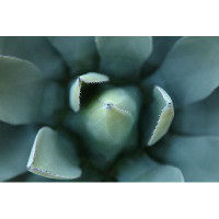 Dakota Fields Agave Plant Spines by Desertsolitaire - Print