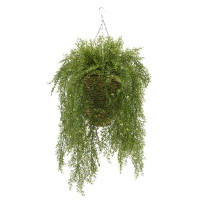Gracie Oaks Faux Asparagus Fern in Reed Hanging Basket Ivy Plant