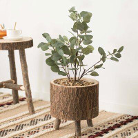 Millwood Pines Pauly Self-Watering Wood Pot Planter