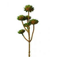 Primrue Living Mini Desktop Succulent Plant
