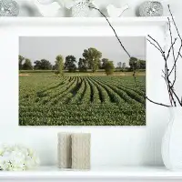 Design Art Wisconsin Soybean Field Rows - Wrapped Canvas Print