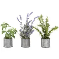 Gracie Oaks Basil, Lavender and Springeri in Tin Floor Foliage Plant in Planter Set