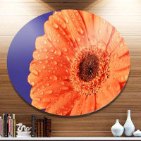 Made in Canada - Design Art 'Orange Daisy On Purple Background' Photographic Print on Metal
