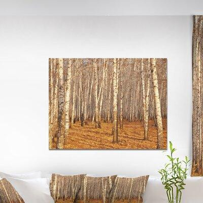 East Urban Home 'Dense Birch Forest in the Fall' Photograph in Painting & Paint Supplies