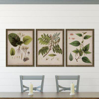 Charlton Home Plants I by Mendez - 3 Piece Picture Frame Graphic Art Print Set on Paper