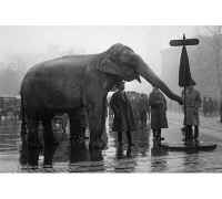 Buyenlarge Elephant Turns Traffic Stop Sign in Intersection of Streets - Photograph Print