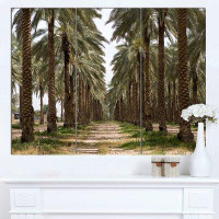 Design Art 'Date Palm Plantation Photography' 3 Piece Photographic Print on Wrapped Canvas Set