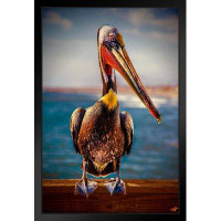 Rosecliff Heights Peter Pelican Portrait By Chris Lord Photo Photograph Bird Pictures Wall Decor Beautiful Art Wall Deco