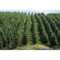 Millwood Pines Christmas Trees