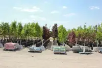 Surplus Shade Trees - Maples and More -  Only  $100.00!