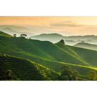 Millwood Pines Misty Morning at Cameron Highlands Tea Plantation Overlooking Layered Hills - Wrapped Canvas Photograph