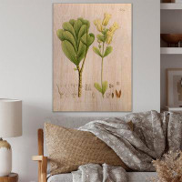 August Grove Vintage Brazilian Plant III - Traditional Wood Wall Art Décor - Natural Pine Wood
