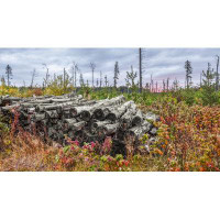 Loon Peak Autumn Coloured Foliage Grows Around A Pile Of Logs In A Forest; Thunder Bay  Ontario  Canada Poster Print By
