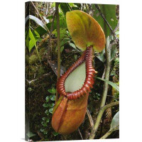 East Urban Home 'Pitcher Plant Pitcher' Photographic Print on Canvas