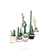 Union Rustic Blush And Black Cactus Plants