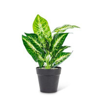 Primrue Large Varigated Leaf Plant