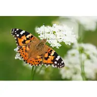 Gracie Oaks Painted Lady Butterfly