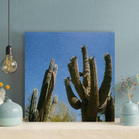 Foundry Select Green Cactus Plants During Daytime 12 - 1 Piece Square Graphic Art Print On Wrapped Canvas