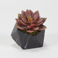 Primrue Rose Echeveria In Marbled Ceramic Planter