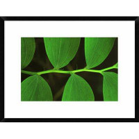 Global Gallery 'Eurasian Solomon's Seal Detail of Leaves, Medicinal Plant, Europe' Framed Photographic Print