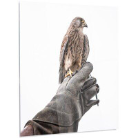 Made in Canada - Design Art 'Kestrel Sitting on Falconer Hand' Photographic Print on Metal