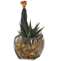 Primrue Mini Column Cactus and Aloe Floor Plant in Jar