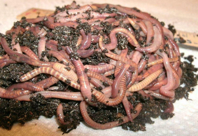 Red Wigglers, ANC (African) ,ENC (Euro), and FREE SHIPPING ! Save 33% on worms when combined any vermicomposter ! in Plants, Fertilizer & Soil - Image 3