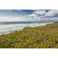 Highland Dunes Blooming Ice Plants, Del Mar by Barbara Markoff - Wrapped Canvas Print
